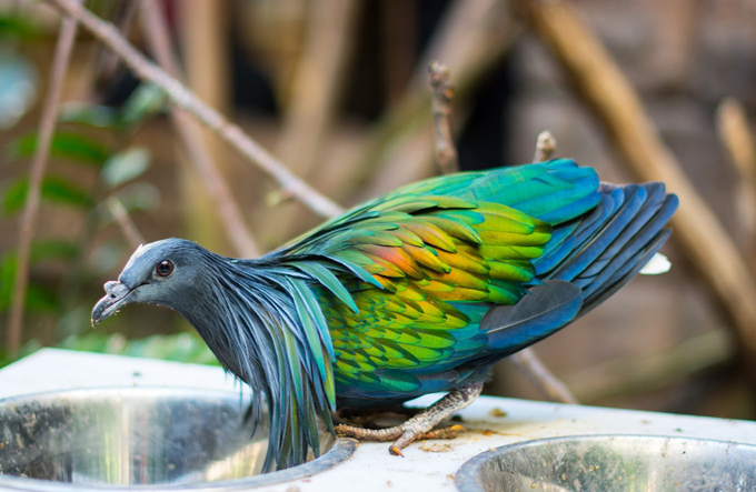 Niagara Falls Bird Kingdom